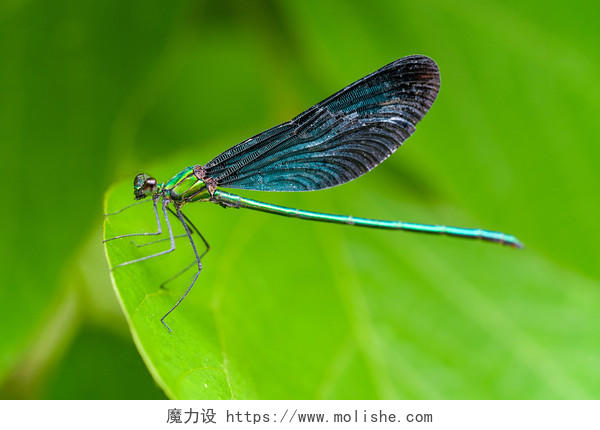 蓝蜻蜓惊蛰春天